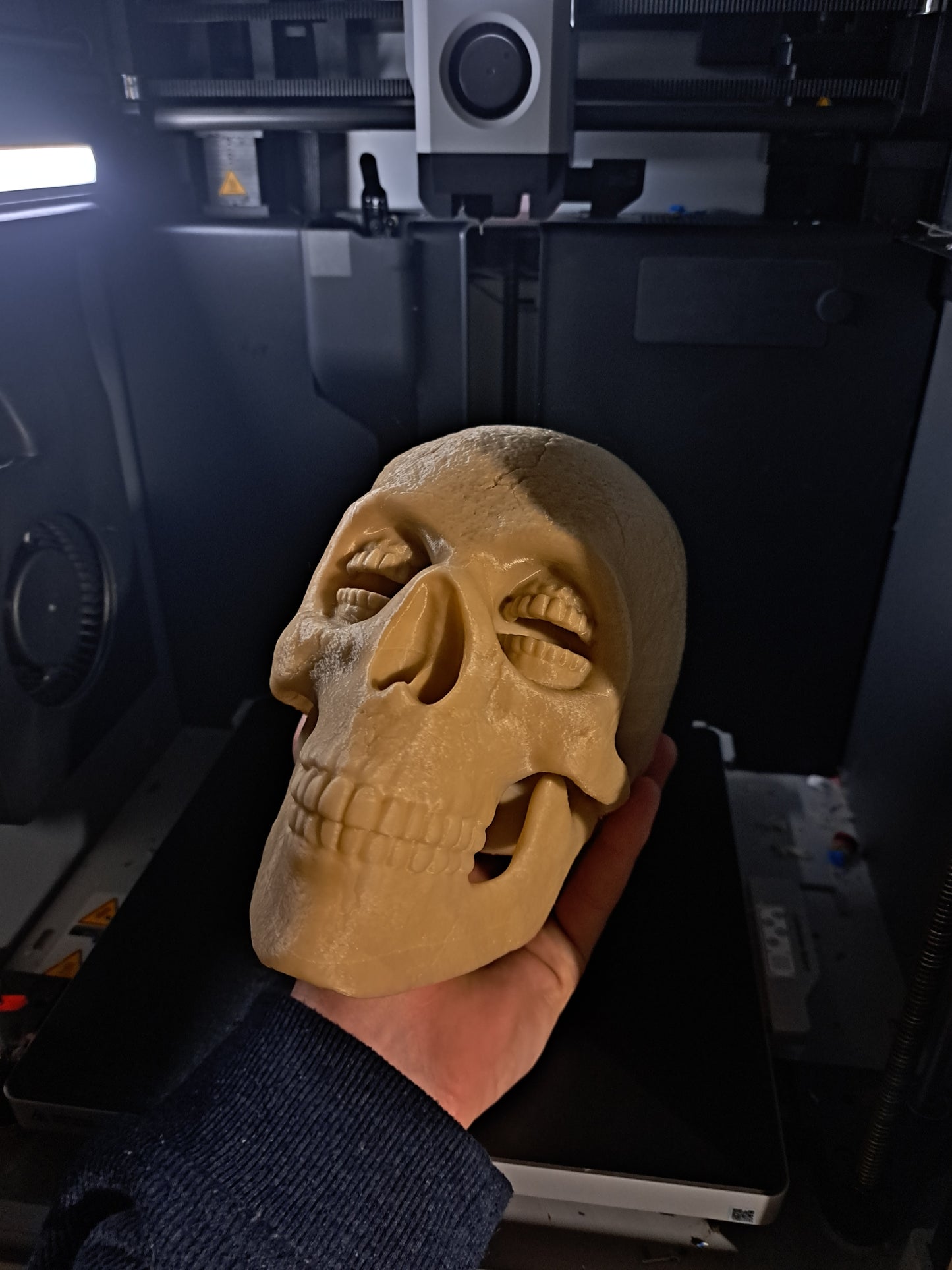 Corinthian Skull