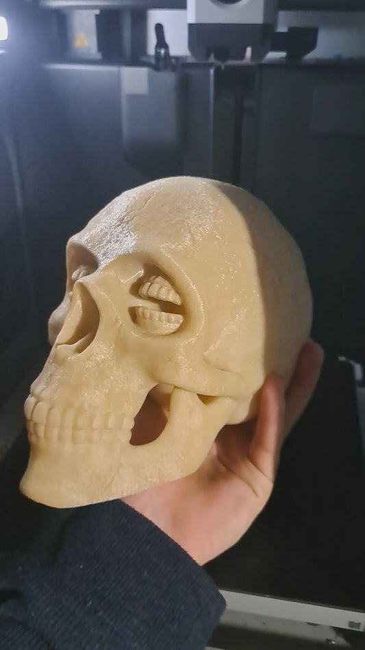 Corinthian Skull
